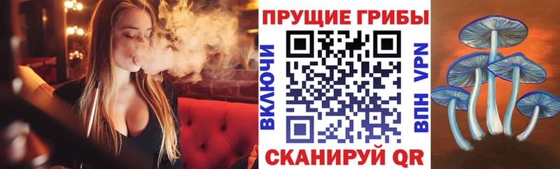 дарк нет состав  Камбарка  Псилоцибиновые грибы Cubensis 